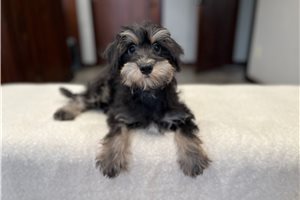 Tulip - Schnoodle for sale