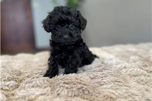 Pansy - Schnoodle for sale