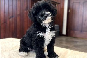 Dalton - Schnoodle for sale