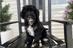 Chance - Schnoodle for sale