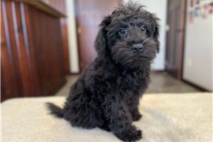 Phoenix - Schnoodle for sale