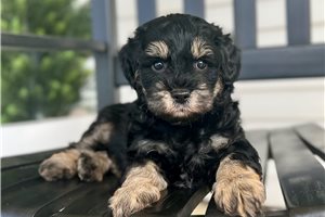 Dawson - Schnoodle for sale