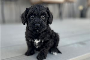 Diego - puppy for sale