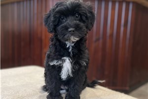 Olivia - puppy for sale