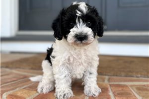 Ciara - Schnoodle for sale