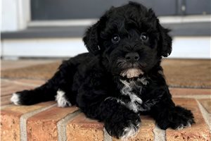 Chance - Schnoodle for sale