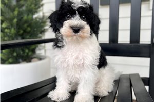 Chandler - Schnoodle for sale