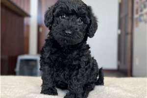Owen - puppy for sale