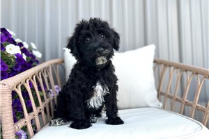 Duke - Schnoodle for sale