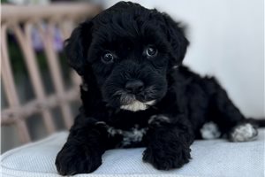Dora - puppy for sale