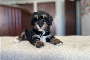 Todd - Schnoodle for sale