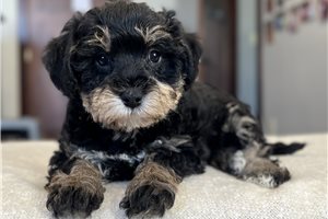 Orla - puppy for sale