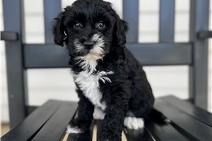 Dalton - Schnoodle for sale