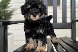Dawson - Schnoodle for sale