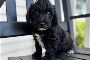 Duke - puppy for sale