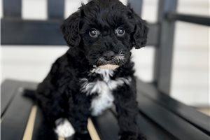 Delaney - puppy for sale