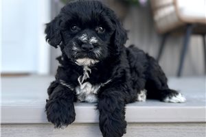 Donovan - puppy for sale