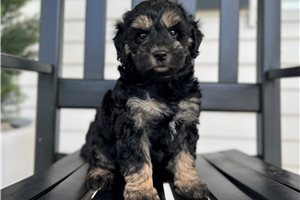 Daria - puppy for sale
