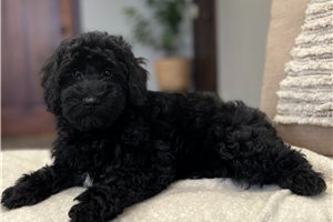 Otis - puppy for sale