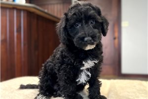 Duke - Schnoodle for sale