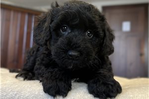 Opie - puppy for sale