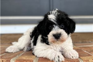 Chandler - puppy for sale