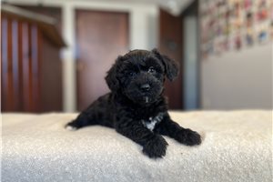 Tiffany - puppy for sale