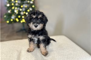 Oakley - puppy for sale