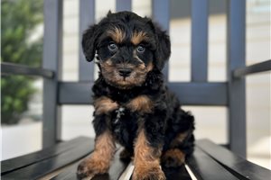 Drake - Schnoodle for sale