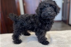 Pongo - Schnoodle for sale