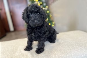 Remy - Schnoodle for sale