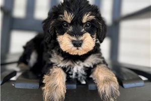 Diana - puppy for sale