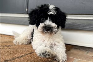 Ciara - Schnoodle for sale