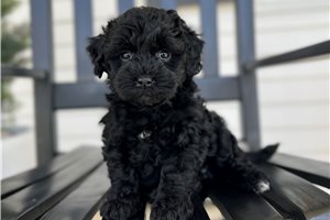 Delaney - puppy for sale