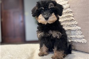 Pamela - Schnoodle for sale