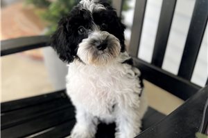 Ciara - Schnoodle for sale