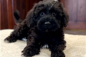 Diego - Schnoodle for sale