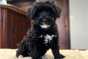 Dora - Schnoodle for sale
