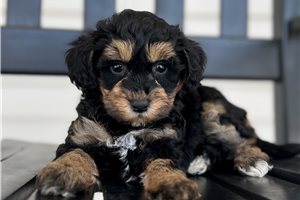 Dawn - puppy for sale