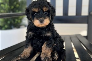 Dante - puppy for sale