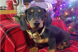 Daphne - Dachshund, Mini for sale