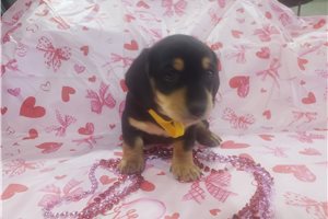 Samuel - puppy for sale