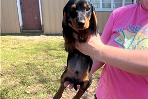 Sebastian - Dachshund, Mini for sale