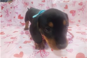 Sebastian - puppy for sale