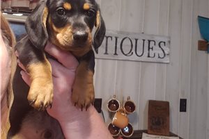 Maddox - Dachshund, Mini for sale