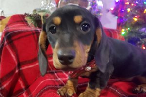 Daffodil - Dachshund, Mini for sale