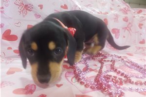 Stella - Dachshund, Mini for sale