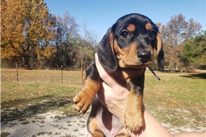 Dorothy - puppy for sale