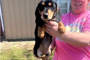 Stella - Dachshund, Mini for sale