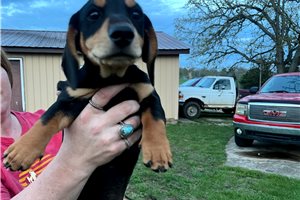Samuel - Dachshund, Mini for sale